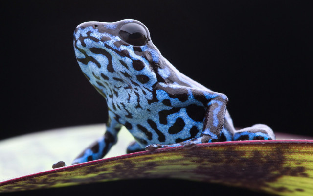 Blue black frog leaf black free wallpaper for desktop - medium preview image