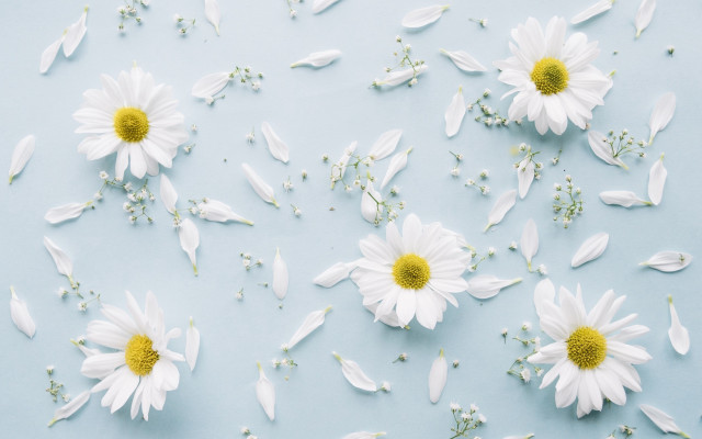 White flowers yellow centers floral free wallpaper for desktop - medium preview image