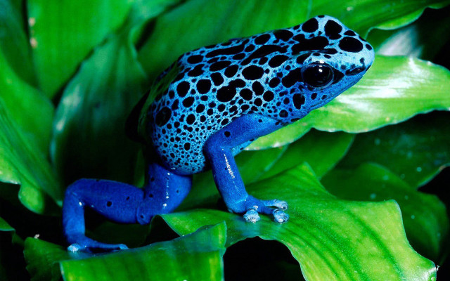 Blue black frog green leafy free wallpaper for desktop - medium preview image