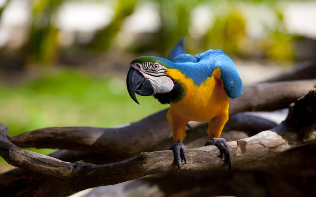 Colorful bird perched branch zoo free wallpaper for desktop - medium preview image