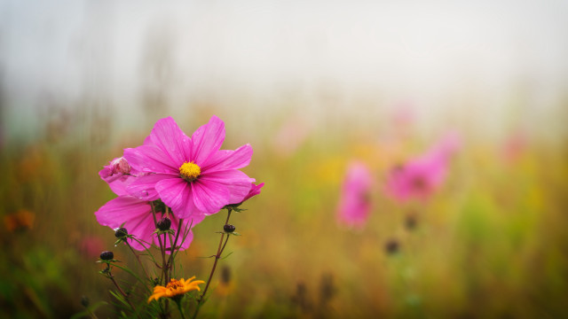Pink flower field bokeh impressionist free wallpaper for desktop - medium preview image