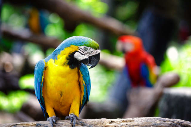 Colorful parrot tree branch forest free wallpaper for desktop - medium preview image