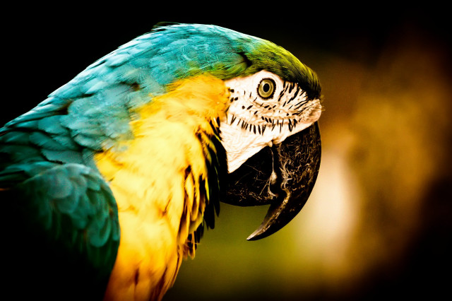 Parrot closeup black background blurry free wallpaper for desktop - medium preview image
