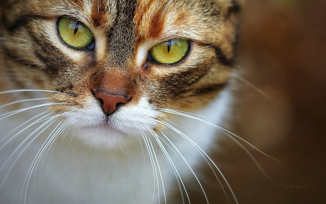 Cat green eyes closeup macro #3 free wallpaper for desktop - medium preview image