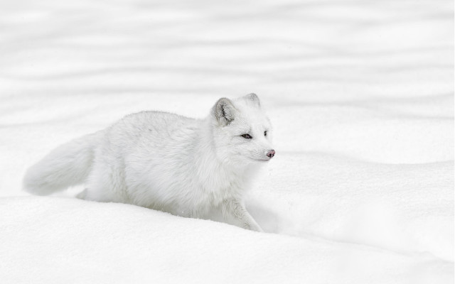 White fox snow winter camera free wallpaper for desktop - medium preview image