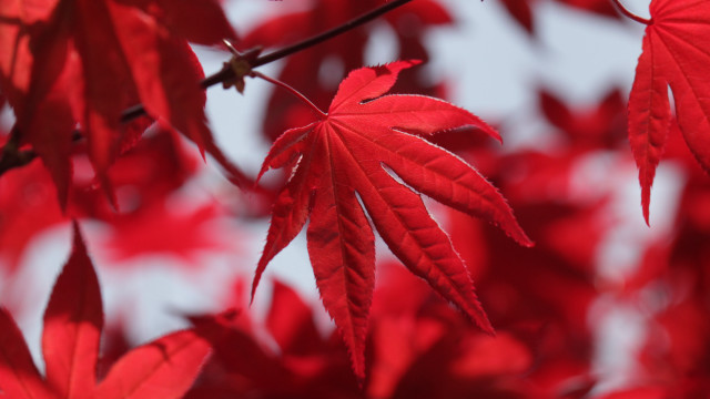 Red leaf macro blurry background free wallpaper for desktop - medium preview image