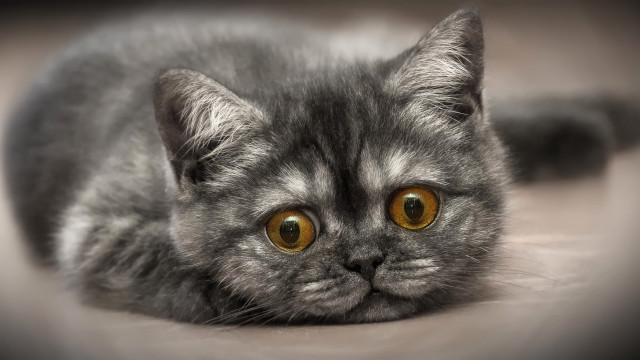 Gray cat yellow eyes sad #6 free wallpaper for desktop - medium preview image