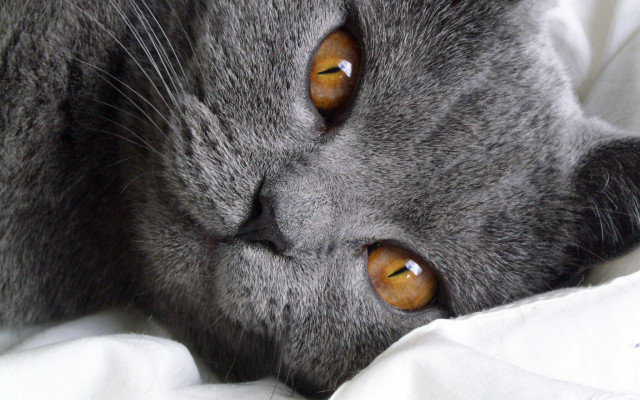 Cat brown eyed laying bed free wallpaper for desktop - medium preview image