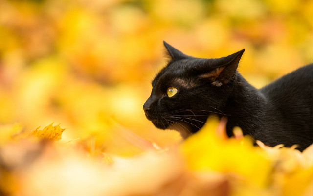 Black cat autumn leaves curious #2 free wallpaper for desktop - medium preview image