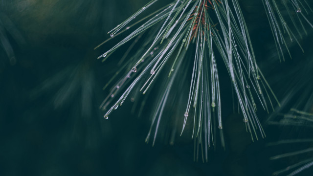 Pine branch water drops macro #3 free wallpaper for desktop - medium preview image