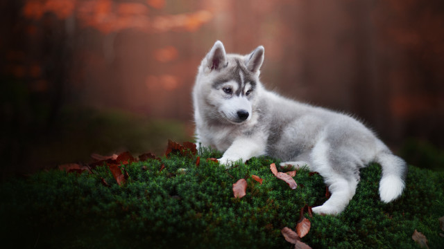 Husky mossy woods leaves nature free wallpaper for desktop - medium preview image