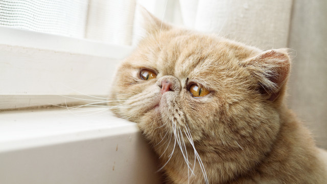 Cat window looking up pastel free wallpaper for desktop - medium preview image