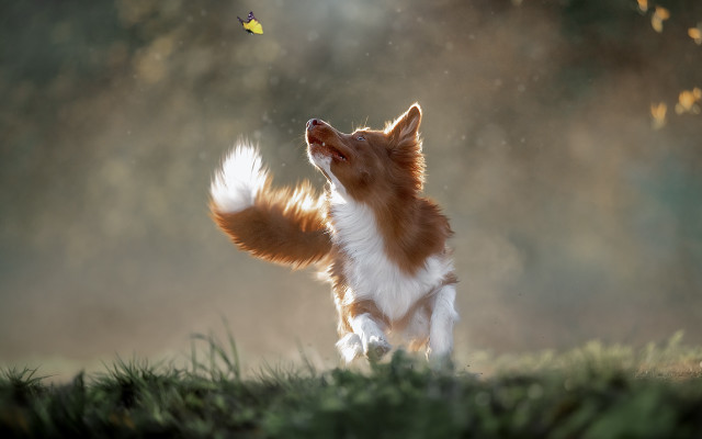 Dog butterfly field digital art free wallpaper for desktop - medium preview image