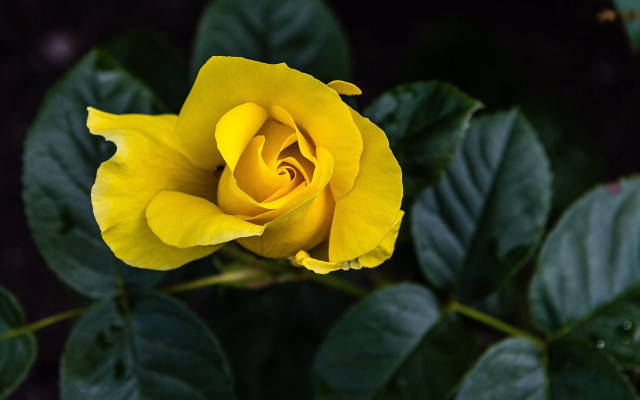 Yellow rose single flower dark free wallpaper for desktop - medium preview image
