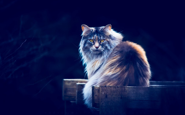 Regal cat wooden bench night free wallpaper for desktop - medium preview image