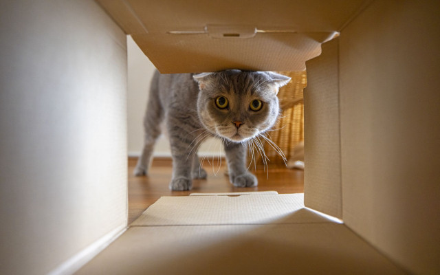 Cat hiding cardboard box liminal #2 free wallpaper for desktop - medium preview image