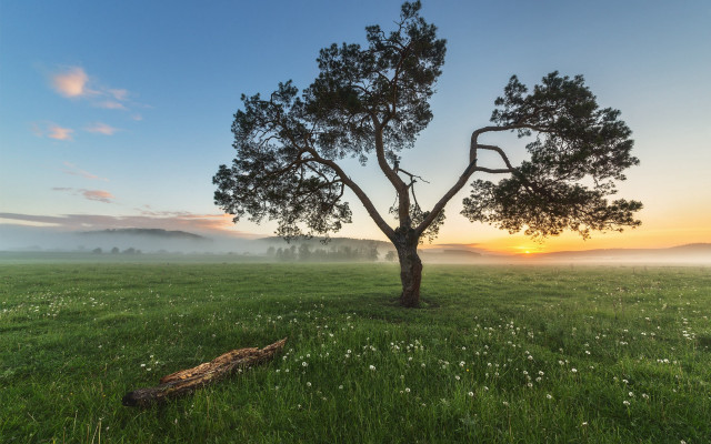 Lone tree sunrise mist australian free wallpaper for desktop - medium preview image