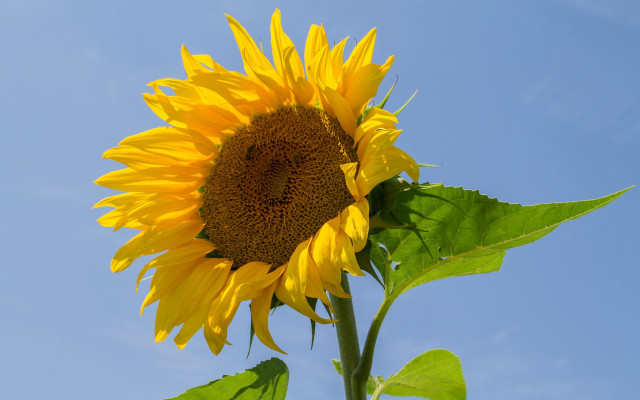 Sunflower blue sky field ecological free wallpaper for desktop - medium preview image