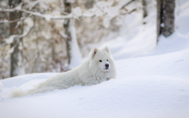 White dog snow forest winter free wallpaper for desktop - medium preview image