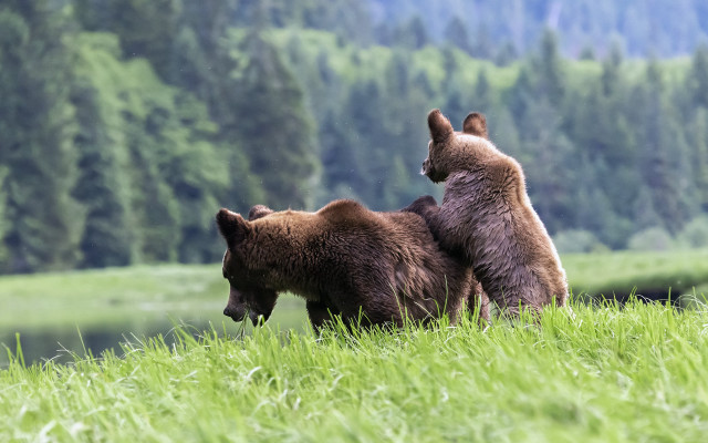 Bears grassy lake forest wildlife free wallpaper for desktop - medium preview image