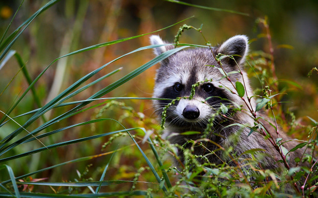 Raccoon tallgrass cameraoutdoors nature photorealistic free wallpaper for desktop - medium preview image
