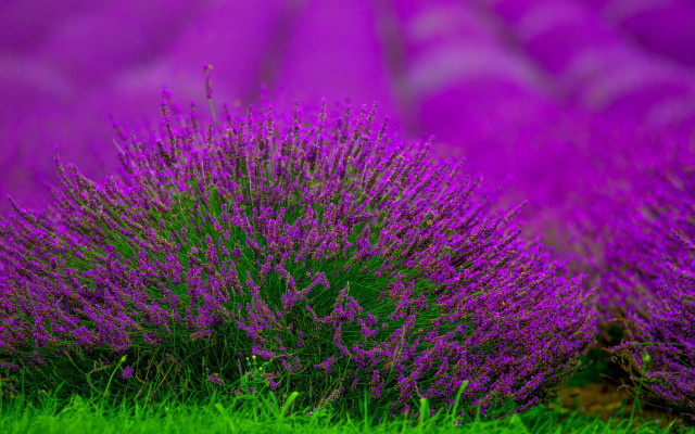 Purple flower field green background #2 free wallpaper for desktop - medium preview image