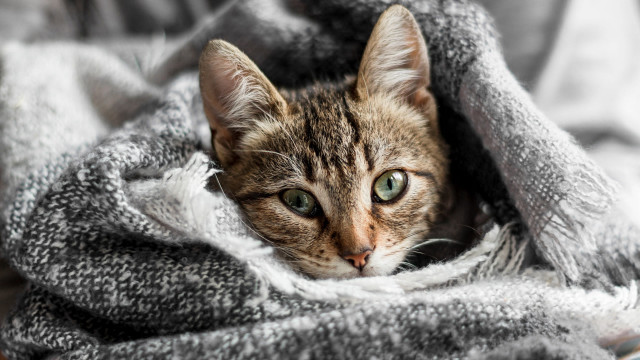 Cat blanket bed blurry depth free wallpaper for desktop - medium preview image
