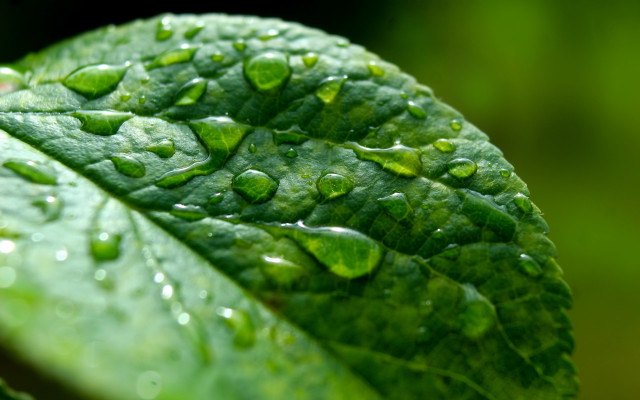 Green leaf water drops macro #7 free wallpaper for desktop - medium preview image