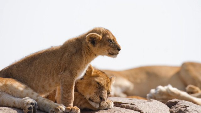 Lion cub rock background depthfield free wallpaper for desktop - medium preview image