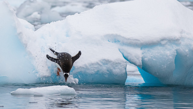 Penguin swimming icebergs snow ocean free wallpaper for desktop - medium preview image