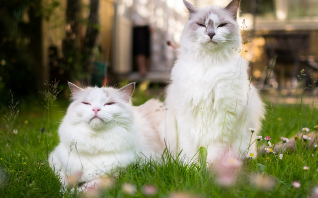 White cats blurry background nature free wallpaper for desktop - medium preview image