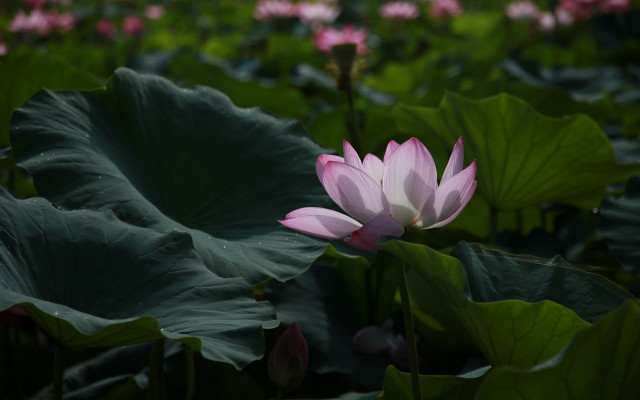 Pink lotus green leaves blurry free wallpaper for desktop - medium preview image