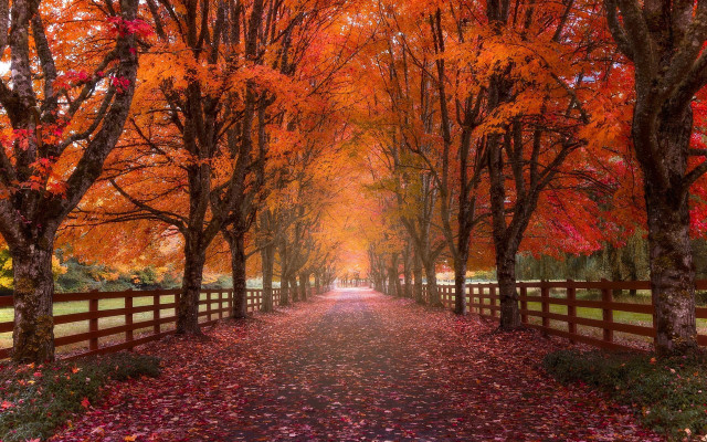 Autumn pathway fence trees leaves free wallpaper for desktop - medium preview image