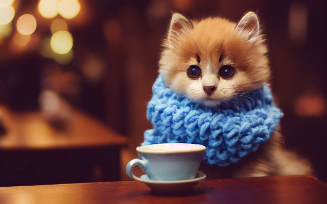 Kitten blue scarf coffee cafe free wallpaper for desktop - medium preview image