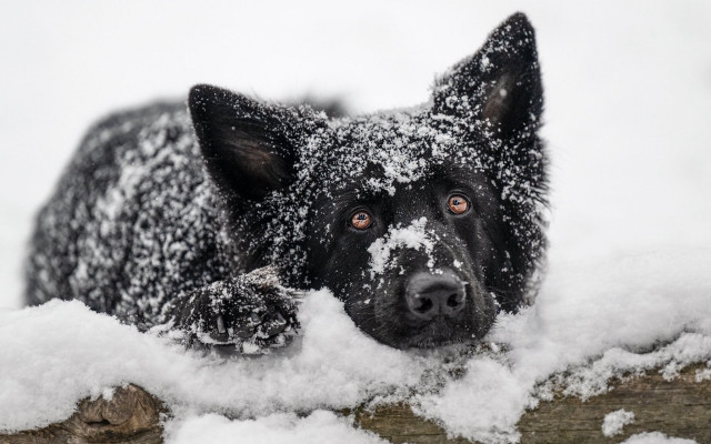 Black dog over fence snow free wallpaper for desktop - medium preview image
