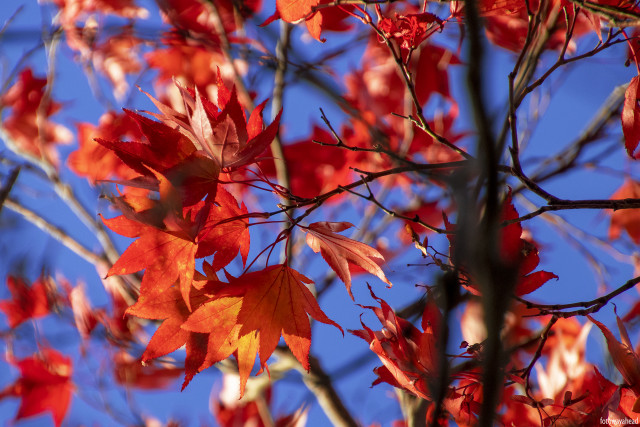 Red leaves blue sky macro free wallpaper for desktop - medium preview image
