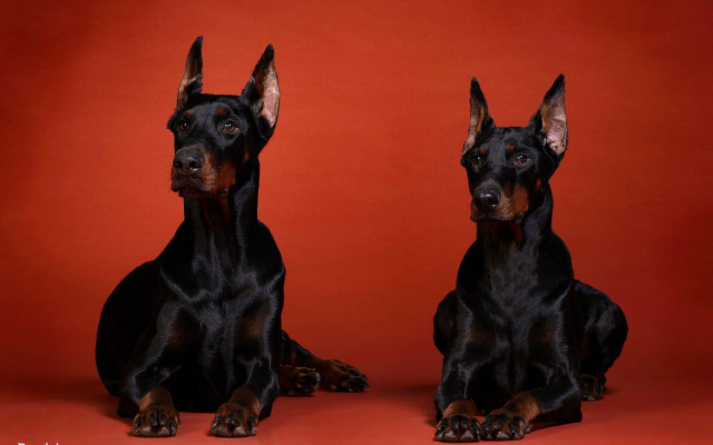 Black brown dogs red background free wallpaper for desktop - medium preview image