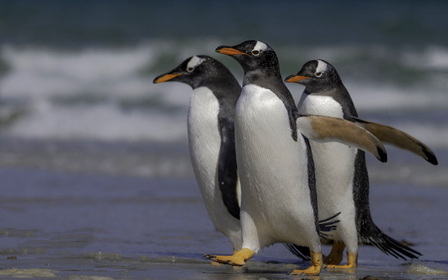 Penguins beach wings spread ocean free wallpaper for desktop - medium preview image