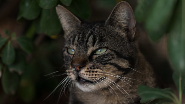 Cat green plant blue eyes free wallpaper for desktop - medium preview image