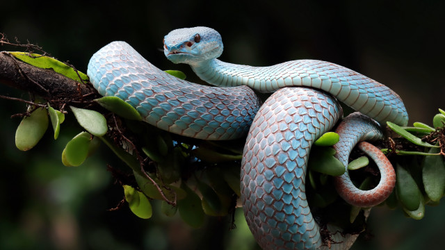 Blue cobra open mouth branch free wallpaper for desktop - medium preview image