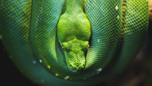 Green snake water droplets cobra free wallpaper for desktop - medium preview image