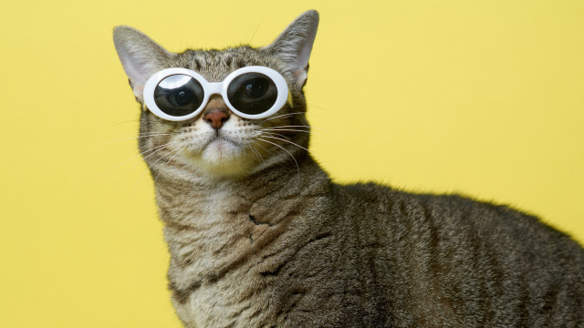 Cat sunglasses yellow gradient popart free wallpaper for desktop - medium preview image
