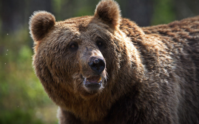 Brown bear open mouth primivitism free wallpaper for desktop - medium preview image