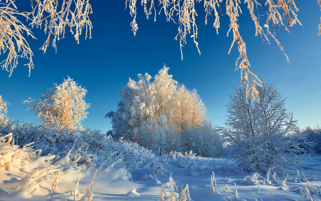 Snowy landscape trees bushes winter free wallpaper for desktop - medium preview image
