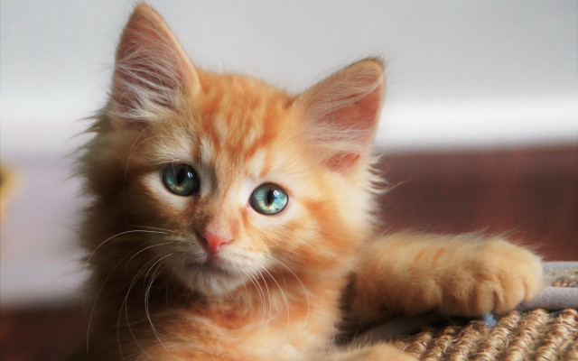 Orange kitten wicker basket blue free wallpaper for desktop - medium preview image