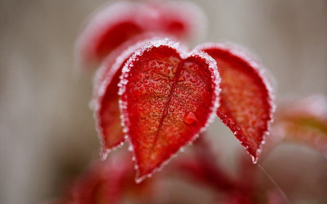Red flower snow petals leaves free wallpaper for desktop - medium preview image