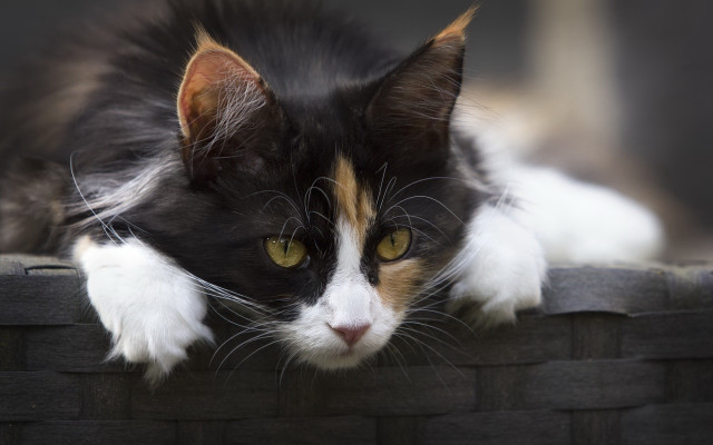 Cat brickwall window yelloweyes whiskers free wallpaper for desktop - medium preview image