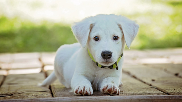 White puppy green collar wooden free wallpaper for desktop - medium preview image