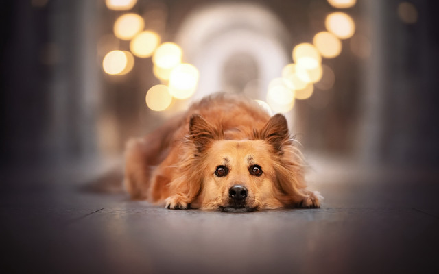 Dog tunnel portrait bokeh lights free wallpaper for desktop - medium preview image