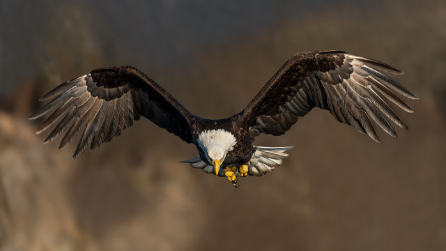 Bald eagle flying wings talons free wallpaper for desktop - medium preview image